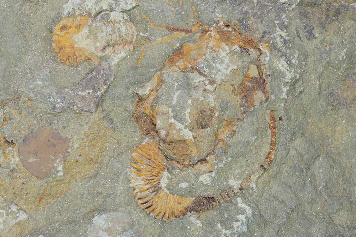 Carpoid (Dendrocystites?) Fossil - Morocco #102846
